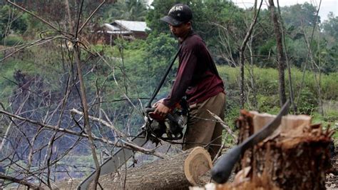kasus penebangan hutan secara liar  Tantangan kehutanan dunia di